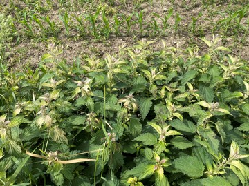 durch Glyphosat geschdigte Ackerrandvegetation