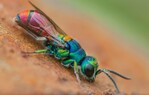Die Goldwespenart Chrysis scutellaris ist in Hessen nur sehr lokal verbreitet und auf
immer seltenere Strukturen angewiesen. Nach der neuen Roten Liste der Goldwespen
Hessens gilt sie daher als gefährdet.