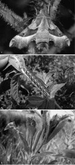 Abb. 1: Nachtkerzenschwärmer Proserpinus proserpina – Imago (alle Abbildungen, soweit nicht anders ausgewiesen, von den Verfassern).<BR>
Abb. 2: Fast ausgewachsene Raupe des Nachtkerzenschwärmers an Zottigem Weidenröschen (Epilobium hirsutum).<BR>
Abb. 3: Jungraupe des Nachtkerzenschwärmers. In diesem Stadium ist die Raupe noch tagaktiv und stets grün. Sie verrät sich noch kaum durch ihr Fraßbild, oft aber durch auf den Blättern liegen gebliebene Kotballen (hier rechts unterhalb der Raupe zu erkennen).