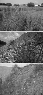 Abb. 6: Habitattyp nasse Staudenflur mit Epilobium hirsutum. In diesem Vegetationstyp sind Nachtkerzenschwärmer-Raupen regelmäßig nachweisbar (Baden-Württemberg, Albvorland).<BR>
Abb. 7: Habitattyp Kiesböschung: Bestände von Epilobium dodonaei – wie jener in einer Kiesgrube am westlichen Bodensee – werden in Süddeutschland nach eigenen Daten fast immer vom Nachtkerzenschwärmer als Larvalhabitat genutzt (Baden-Württemberg, Bodenseeraum).<BR>
Abb. 8: Eher selten nutzt der Nachtkerzenschwärmer Bestände von Nachtkerzen (Oenothera) als Larvalhabitat. In dieser Kiesböschung fand sich an der blühenden Nachtkerze rechts der Bildmitte eine Jungraupe (Baden-Württemberg, Oberschwaben).