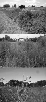 Abb. 9: Selbst Kleinstrukturen innerhalb der hochintensiv genutzten Kulturlandschaft können Nachtkerzenschwärmer-Vorkommen beherbergen. In diesem schmalen Hochstaudensaum fand sich eine Jungraupe der Art an Epilobium hirsutum (Baden-Württemberg, Oberschwaben).<BR>
Abb. 10: Habitattyp Ackerbrache mit Epilobium parviflorum und E. tetragonum. Selbst kurzzeitige Stilllegung von Äckern – etwa als Folge einer Baugebietsausweisung – kann wie in diesem Fall zur spontanen Besiedlung durch den Nachtkerzenschwärmer beitragen (Baden-Württemberg, Bodenseeraum).<BR>
Abb. 11: Auffälliges Fraßbild einer ausgewachsenen Nachtkerzenschwärmer-Raupe, die zum Zeitpunkt der Aufnahme im bodennahen Bereich des Stängels saß. So befressene Epilobium-Pflanzen führen bei der Suche häufig zu einem Raupenfund. Alleine reichen sie als Art-Nachweis jedoch nicht aus, weil Raupen anderer Schwärmerarten ähnliche Fraßbilder erzeugen. Auch Rehwild-Äsung an Weidenröschen kann mit dem Fraßbild der P. proserpina-Raupe verwechselt werden. Im obigen Fall ist das Epilobium-Blatt nahe des unteren Bildrandes (links der Bildmitte) nur zu etwa einem Drittel aufgefressen und zeigt scharfe Fraßkanten. Ein untrügliches Zeichen dafür, dass hier kein Reh gefressen hat (Baden-Württemberg, Oberschwaben).