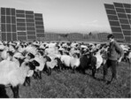 Schafweide in einem Solarpark – die Planungen zur Energiewende haben offenbar den Weg für eine bundeseinheitliche Kompensationsverordnung geebnet. Foto: Henriette Jedicke