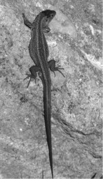 Abb. 1: Zauneidechsen-Männchen (Gesamtgröße ca. 15cm) an einem regelmäßig genutzten Sonnenplatz in einer Bauschuttdeponie bei Glauburg/Hessen. Fotos: Annette Möller