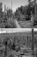 Abb. 2 und 3: Der Nationalpark Bayerischer Wald wird für viele Argumentationen als Referenzsystem zitiert. Für die Kritiker sind die „sterbenden Wälder“ das Fanal fehlgeleiteter Naturschutzideologie; für die Befürworter sind die von Sturm und Borkenkäfer ausgelösten Prozesse ein äußerst interessantes Versuchslabor mit ständig neuen Erkenntnissen. Inzwischen ist man sich des hohen naturschutzfachlichen Wertes dieses in Sukzession befindlichen Lebensraumes bewusst. Für viele Beobachter und Wissenschaftler unerwartet schnell regenerieren abgehende Wälder nach Borkenkäferbefall. Nicht nur im Nationalpark Bayerischer Wald, auch in Bannwäldern im Schwarzwald stellt sich im Unterwuchs eine reiche und vielfältige Verjüngung ein.Nationalpark Bayerischer Wald, Foto: Marie-Sophie Schmidt