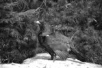 Abb. 6: Das Auerhuhn (Tetrao urogallus) – im Bild ein balzender Hahn im Nordschwarzwald – ist eine Charakterart lichter, strukturreicher borealer und montaner Wälder mit einem hohen Beersträucheranteil. Der Nordschwarzwald ist einer seiner letzten außeralpinen Vorkommensgebiete in Deutschland. Die Auswirkung von großflächigem Prozessschutz auf die Art wird kontrovers diskutiert. Wenn die sowohl von Kritikern als auch Befürwortern gesehenen Prozesse (u.a. Borkenkäferbefall, präventiver Einschlag von Fichten, klimabedingter Waldwandel, Sturmereignisse) wirksam werden, ist zumindest für die kommenden 100 Jahre eher von lebensraumfördernden Bedingungen für das Auerhuhn auszugehen.Foto: Charly Ebel