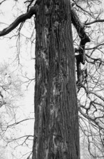 Abb. 1: Stammabschnitt einer Heldbock-Eiche mit unzähligen neuen Spechteinschlägen.  Fotos: Reiner Theunert