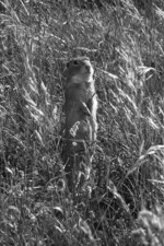 Abb. 1: Der Ziesel ist leicht erkennbar und kaum mit anderen Tieren zu verwechseln und daher für ein Monitoring mit Schülern geeignet. Foto: Brigitte Allex