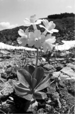 Gelbe Felsen-Primel (Primula auricula) – eine stark gefährdete Art im Schweizer Mittelland.Foto: Eckhard Jedicke
