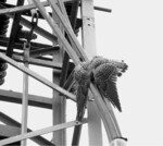 Abb. 2: Mittelspannungsmast und durch Stromschlag getöteter Turmfalke im Europäischen Vogelschutzgebiete Halbinsel Eiderstedt/Schleswig-Holstein August 2013 (Stichprobe 10).	Foto: Michael Knödler