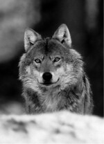 Der Wolf breitet sich weiter aus – aber nicht alle Bundesländer sind ausreichend vorbereitet.Foto: NABU/H. Pollin