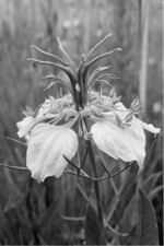 Abb. 3: Acker-Schwarzkümmel (Nigella arvensis): Blüte mit den typischen Staub- und Nektarblättern. Foto: Christin Geisbauer