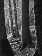 Abb. 1: Buchenwald.Foto: Ralf Kubosch