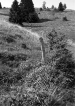 Abb. 3: Typische Vegetationsmosaik einer extensiv gepflegten Bergweide, im Vordergrund eine Zwergstrauchheide (Besenheide, Calluna vulgaris), die eingestreuten Flügelginstersäume treten im Spätsommer optisch zurück.