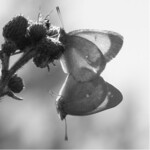 Abb. 1: Der Hochmoorgelbling (C. palaeno) ist 1935 das letzte Mal in Mecklenburg-Vorpommern gesichtet worden (Nordfinnland).			Fotos: Volker Thiele