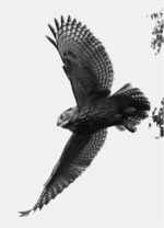 Abb. 2: Das Kollisionsrisiko ist für Uhus ähnlich hoch wie für Rotmilane. Foto: Ralf Kistowski, www.wunderbare-Erde.de