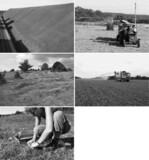 Abb. 6: Ausbau BAB A8, Verwendung von Regiosaatgut (RSM Regio 13) zur Begrünung von Lärmschutzwällen im Bereich Dornstadt. Einsaat ab August 2013, ausreichend dichte Narbe nach 2–3 Monaten, Aufnahme Februar 2014.<br/ >
Abb. 7: S-Bahn Nürnberg – Neumarkt/Obpf., Mähgut-Übertrag aus Rundballen.<br/ >
Abb. 8: Kompensationsmaßnahme Eisbild, Ernte von samenreifem Heu zur Aufbereitung von Druschgut im benachbarten NSG Mönchsteig.<br/ >
Abb. 9: Kompensationsmaßnahme Eisbild, Druschgut-Übertrag per Nassansaat.<br/ >
Abb. 10: Kompensationsmaßnahme Eisbild, Handernte von Thymian und Dost im Naturraum für die Ergänzungssaat (Optimierung der Artenschutzmaßnahme).