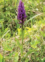 Breitblättriges Knabenkraut – Verlierer des Klimawandels© Eckhard Jedicke