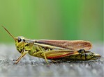 Abb. 4: Die Sumpfschrecke (Stethophyma grossum) breitet sich aktuell aufgrund der Klimaerwärmung im Hochsauerland aus. © Thomas FartmannThe Large Marsh Grasshopper (Stethophyma grossum) is currently expanding in the Hochsauerland region due climate warming.