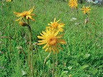 Abb. 3: Arnika (Arnica montana), eine in Deutschland heutzutage vorwiegend montan verbreitete Art, für die im Zuge des Klimawandels weitere Arealverluste vorhergesagt werden. © Dominik PoniatowskiLeopard’s Bane (Arnica montana), currently mainly spread in mountainous regional. For these species further habitat losses have been predicted.