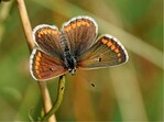 Abb. 5: Der Kleine Sonnenröschen-Bläuling (Aricia agestis) zählt zu den Gewinnern des Klimawandels im Hochsauerland. © Thomas FartmannThe Brown Argus (Aricia agestis) ranks among the winners of the climate change in the Hochsauerland region.
