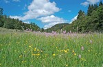 Abb. 6: In Berg-Mähwiesen ist im Zuge des Klimawandels mit einem Rückzug montaner Arten in höhere Lagen zu rechnen. © Thomas FartmannIn mountain hay meadows it is assumed that the climate change will lead to a decrease of montane species.