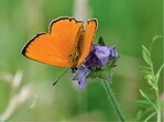 Abb. 7: Arten wie der Dukaten-Feuerfalter (Lycaena virgaureae), die auf Winterkälte angewiesen sind, zählen zu den Verlierern des Klimawandels. © Thomas FartmannSpecies such as the Scarce Copper (Lycaena virgaureae) are among the losers of climate change since they depend on cold winters.