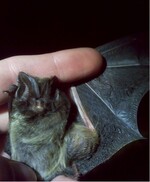 Abb. 6: Mopsfledermaus (Barbastella barbastellus), durch Netzfang gefangen. © Lea-Su AngetternWestern Barbastelle (Barbastella barbastellus), caught by mist nets.