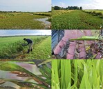 Abb. 2: Wiederansiedlung von Aeshna viridis in der Dümmerniederung (Niedersachsen). 1. & 2: Stratiotes aloides-Gewässer in der Dümmerniederung. 3: Fang von Larven mittels Kescher und Schöpfeimer in den Gräben des Bremer Hollerlandes. 4: einjährige Aeshna viridis-Larven im Keschernetz. 5: Larven von Aeshna viridis halten sich im Transportbehälter an Krebsschere fest. 6: geschlüpftes Weibchen von Aeshna viridis im Ansiedlungsgewässer. © Frank Körner, Ulrike Marxmeier, R. BusseReintroduction of Aeshna viridis in the Dümmer valley. 1 and 2: Water bodies with Stratiotes aloides in the valley. 2: Catching of larvae using hand net and bailer in ditches of the “Hollerland” near the city of Bremen. 4: One-year-old larvae of Aeshna viridis in the hand net. 5: Larvae of Aeshna viridis clinging to the leaves of Stratiotes aloides. 6: Newly hatched female of Aeshna viridis in the receiving water body.