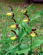 Abb. 1: Frauenschuh (Cypripedium calceolus) mit Dreier-Blüte bei Neumarkt in der Oberpfalz. © Martin SommerLady Slipper with a triple flower close to the town Neumarkt in der Oberpfalz.