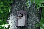Abb. 3: Fütterndes Gartenrotschwanz-Männchen an einem installierten Holzbeton-Nistkasten mit ovalem Einflugloch (23.05.2011).© Thomas ProlingheuerFeeding male Common Redstart at an installed nesting box with an oval entry.
