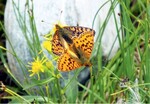 Abb. 1: Paarung des tyrphobionten Hochmoor-Scheckenfalters (Boloria aquilonaris) in einem österreichischen Hochmoor.<br/ >
Mating of the tyrphobiontic Cranberry Fritillary in a raised bog in Austria.
