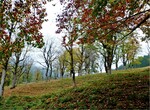 Abb. 2: Alpenbockhabitat in durch Bergahorn (Acer pseudoplatanus) bestockter Viehweide in der Ramsau.© Heinz BußlerHabitat of Rosalia longicorn in a pasture stocked with sycamore maple in the Ramsau region.