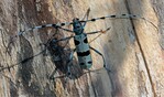 Abb. 10: Alpenbock mit Pseudoskorpion (Pseudoscorpiones) am rechten Mittelbein.© Gero BrehmRosalia longicorn beetle with pseudoscorpion at the right central leg.