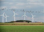 Abb. 1: Kein seltenes Bild in Norddeutschland – ziehende Kraniche (Grus grus) vor Windkraftanlagen. <br />Not a rare picture in Northern Germany – migrating cranes (Grus grus) in front of wind power plants