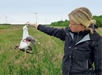 Abb. 2: Totfund einer Heringsmöwe (Larus fuscus).<br />
Lesser black-backed gull (Larus fuscus) found dead.