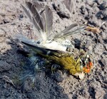 Abb. 3: Totfund eines Sommergoldhähnchens (Regulus ignicapilla). <br /> Common firecrest (Regulus ignicapilla) found dead.