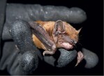 Abb. 4: Abendsegler (Nyctalus noctula) zählen zu den windkraftsensitiven Fledermäusen<br /> Common noctule bats (Nyctalus noctula) are particularly sensitive to wind power plants.
