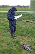 Abb. 7: Die Erfassung von Kollisionsopfern (hier Mäusebussard, Buteo buteo) erfordert ein hohes Maß an Standardisierung und bedarf statistischer Verfahren zur Abschätzung nicht erfasster Totfunde. <br />
The recording of collision casualties (here common buzzard Buteo buteo) requires a large amount of standardisation and involves statistical procedures to estimate the amount of dead individuals which are not found.
