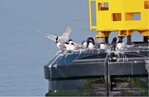 Abb. 4: Brandseeschwalben (Thalasseus sandvicensis) auf einer Markierungsboje zur Errichtung des Sheringham Shoal Offshore Windparks (Perrow et al. 2015). <br />
Sandwich terns (Thalasseus sandvicensis) on a marking buoy established for the Sheringham Shoal Offshore Wind Farm (Perrow et al. 2015).