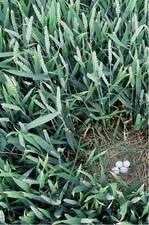 Abb. 4: Nest der Wiesenweihe (Circus pygargus) im Winterweizen. <br />
Nest of Montagu’s harrier (Circus pygargus) in winter wheat.