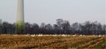 Abb. 2: Rastende nordische Gänse nahe Windkraftanlagen.<br />
Resting Nordic geese close to wind power plants.