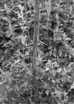 Abb. 2b: Wenn die Schutzhüllen nicht ausreichend befestigt werden, können Rehe die Schutzhüllen anheben oder sogar gänzlich entfernen, um ihr Geweih an den jungen Bäumen zu fegen.