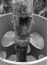 Abb. 2a: Rindenschäden, die an einem jungen Kirschbaum durch Reiben am scharfen Rand der Kunststoff-Schutzhülle bei Wind entstanden sind.