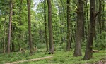 Abb. 1: Wie weit stimmen Selbstorganisationsfähigkeit, Funktionalität sowie abiotische und biotische Eigenschaften von Ökosystemen mit dem Standortpotenzial überein? Am Beispiel von Wald- und Forstökosystemen – im Bild ein Eichenwald in der Hohen Schrecke (Thüringen) – wird eine Methode entwickelt und vorgestellt, wie sich diese sogenannte Integrität von Ökosystemen bewerten lässt.© Eckhard JedickeHow far do the ability of self-organisation, the functionality and the abiotic and biotic characteristics of ecosystems correspond with the site potential? Using the example of forest ecosystems a method has been developed and illustrated to evaluate the so-called “integrity of ecosystems”; in the picture an oak forest at the “Hohe Schrecke” (Thuringia).