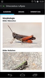 Orthoptera – Heuschrecken erkennen leichtgemacht?