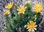Abb. 4: Frühlings-Adonisröschen (Adonis vernalis) – eine der wenigen genannten Pflanzenarten. <br/ > Spring pheasant’s eye (Adonis vernalis) – one of the few plant species mentioned.