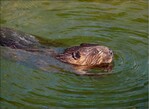 Abb. 1: Schwimmender Biber im Gewässer.<br/ >Swimming beaver in the water.