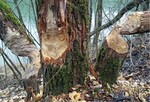 Abb. 2: Fraßspuren des Bibers – ein „Schaden“ auch für die Zielerreichung in Lebensraumtypen der FFH-Richtlinie?<br/ > Gnaw marks of the beaver – also a „damage” for the attainment of targets according to the Habitats Directive?