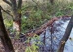 Abb. 3: Biberdamm als Unterbrechung der Durchgängigkeit eines kleinen Fließgewässers im fränkischen Sinntal.<br/ >Beaver dam interrupting the consistency of a small brook in the valley of the river Sinn in Franconia.