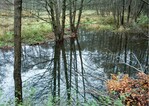 Abb. 4: Bibersee im fränkischen Sinntal.<br/ >Beaver pond in the valley of the river Sinn in Franconia.